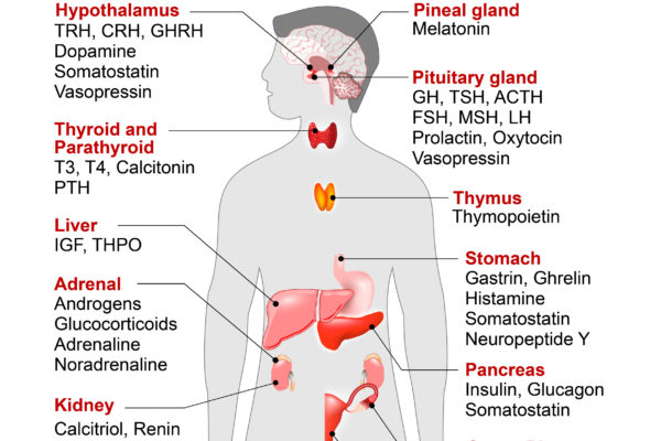 pituitary gland hormones imbalance